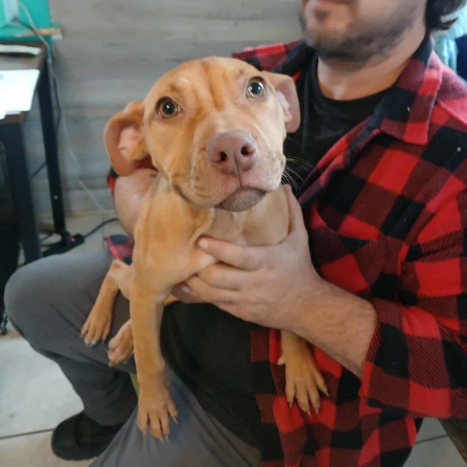 Enlarge Junior, a Adoptable Pit Bull Terrier in Saugerties, NY image 1/6