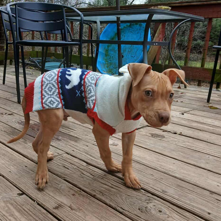 Buddyholly, a Adoptable Pit Bull Terrier in Saugerties, NY image 3/6