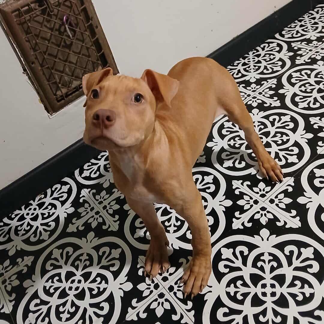 Buddyholly, a Adoptable Pit Bull Terrier in Saugerties, NY image 4/6