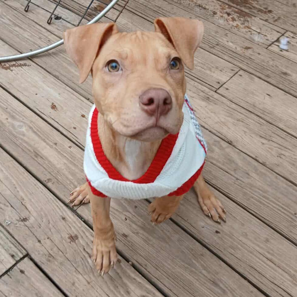 Buddyholly, Adoptable, Puppy Male Pit Bull Terrier.