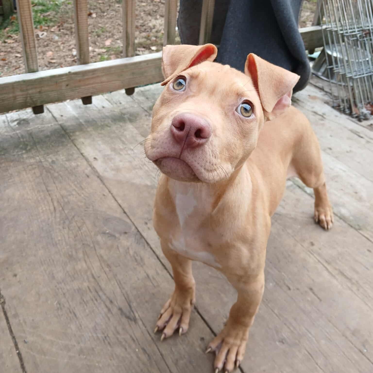 Buddyholly, a Adoptable Pit Bull Terrier in Saugerties, NY image 5/6