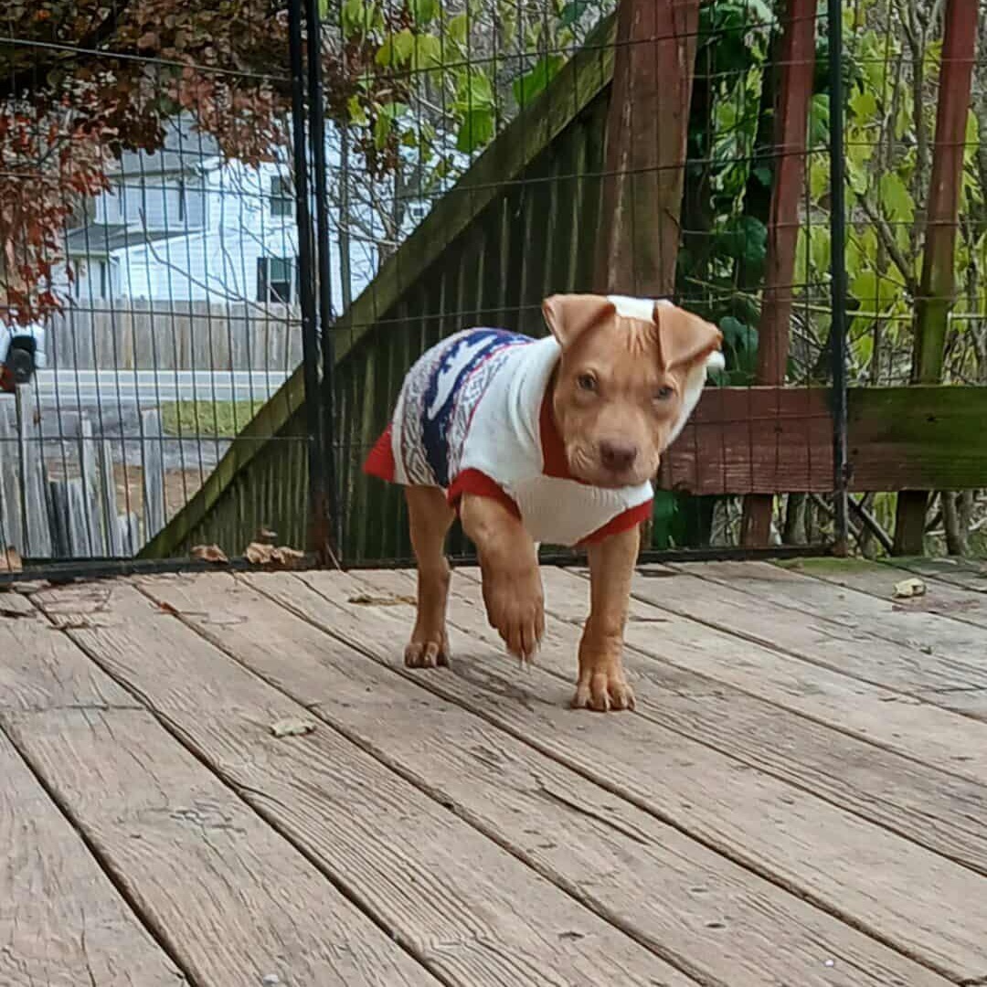 Buddyholly, a Adoptable Pit Bull Terrier in Saugerties, NY image 6/6