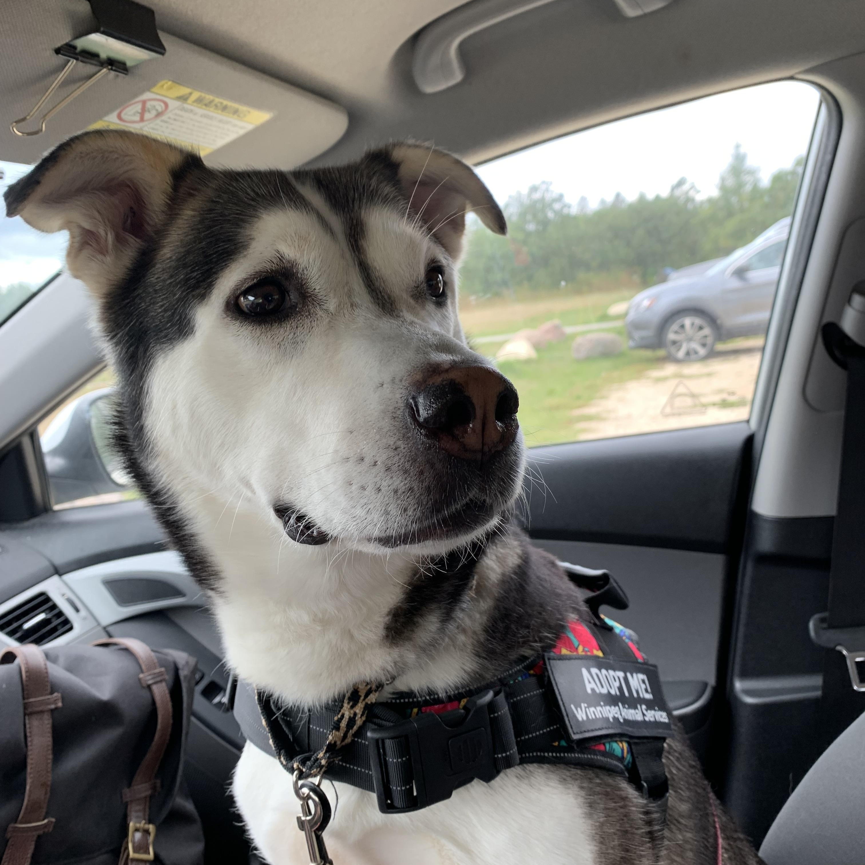 Enlarge Aspen, a Adoptable mixed breed in Winnipeg, MB image 4/6