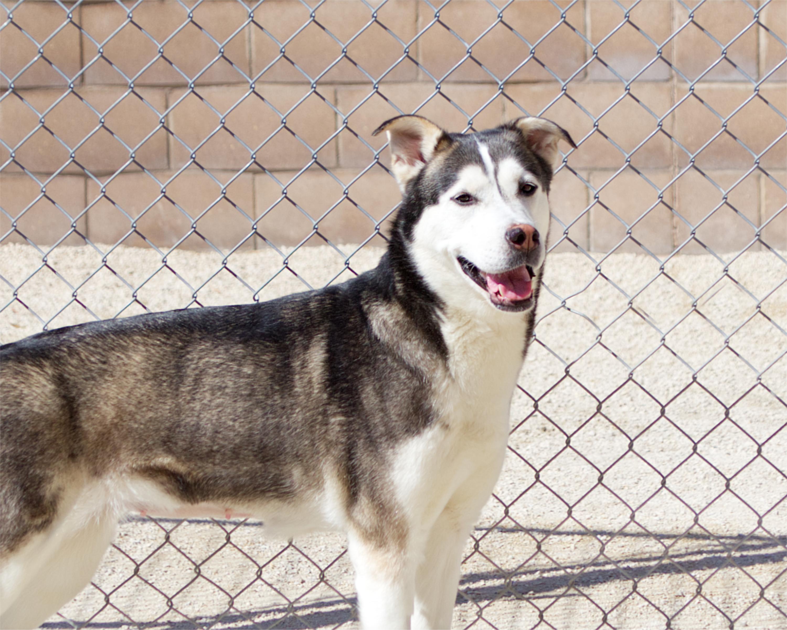 Aspen, Adoptable, Adult Female Husky.