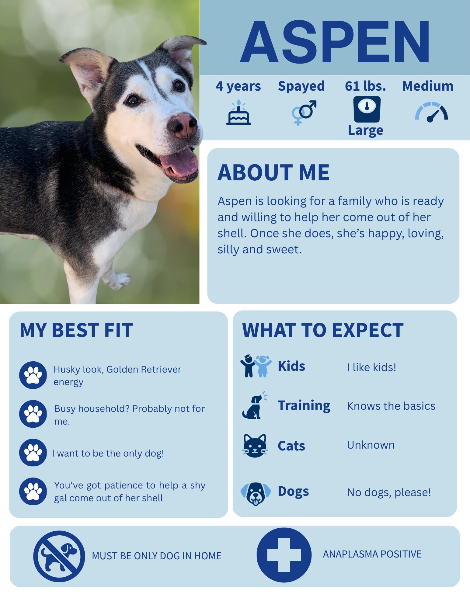 Aspen, Adoptable, Adult Female Husky.