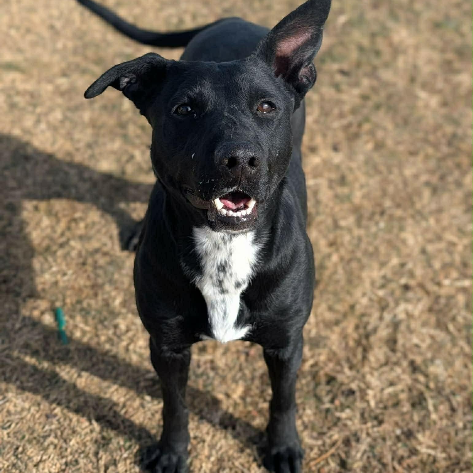 Panther , ADOPTABLE, Adult Female Mixed Breed.