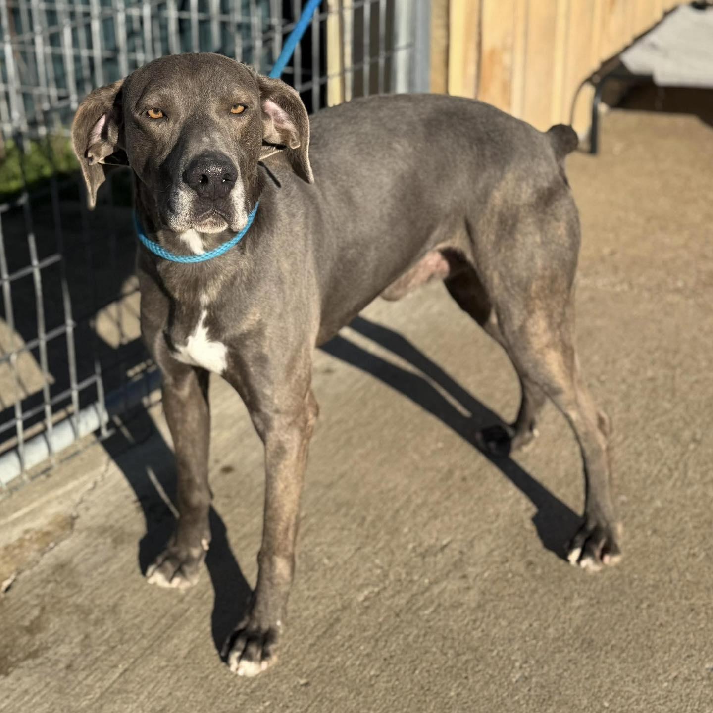 Fester, an adopted mixed breed in Brownsville, TN image 2/3