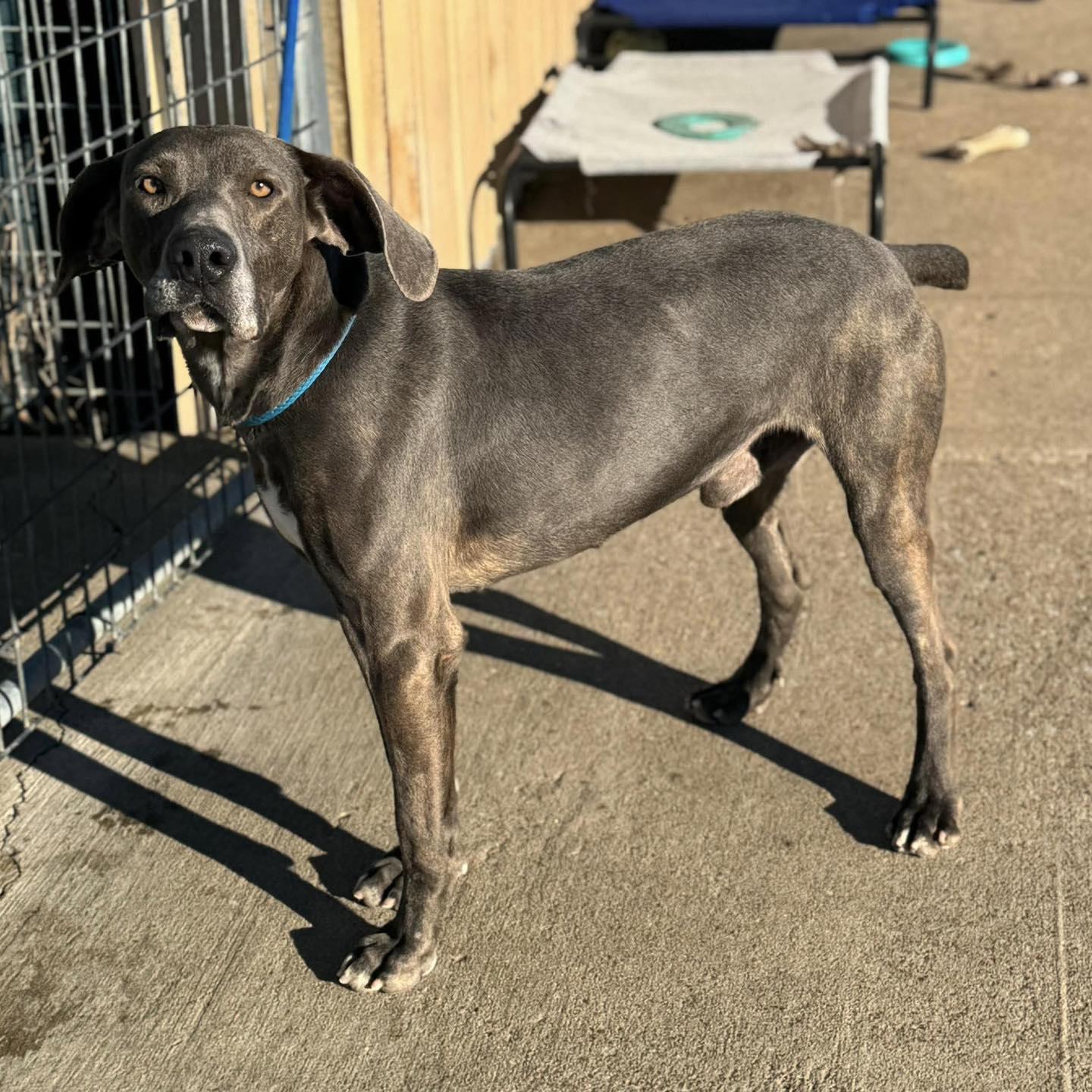 Fester, an adopted mixed breed in Brownsville, TN image 3/3