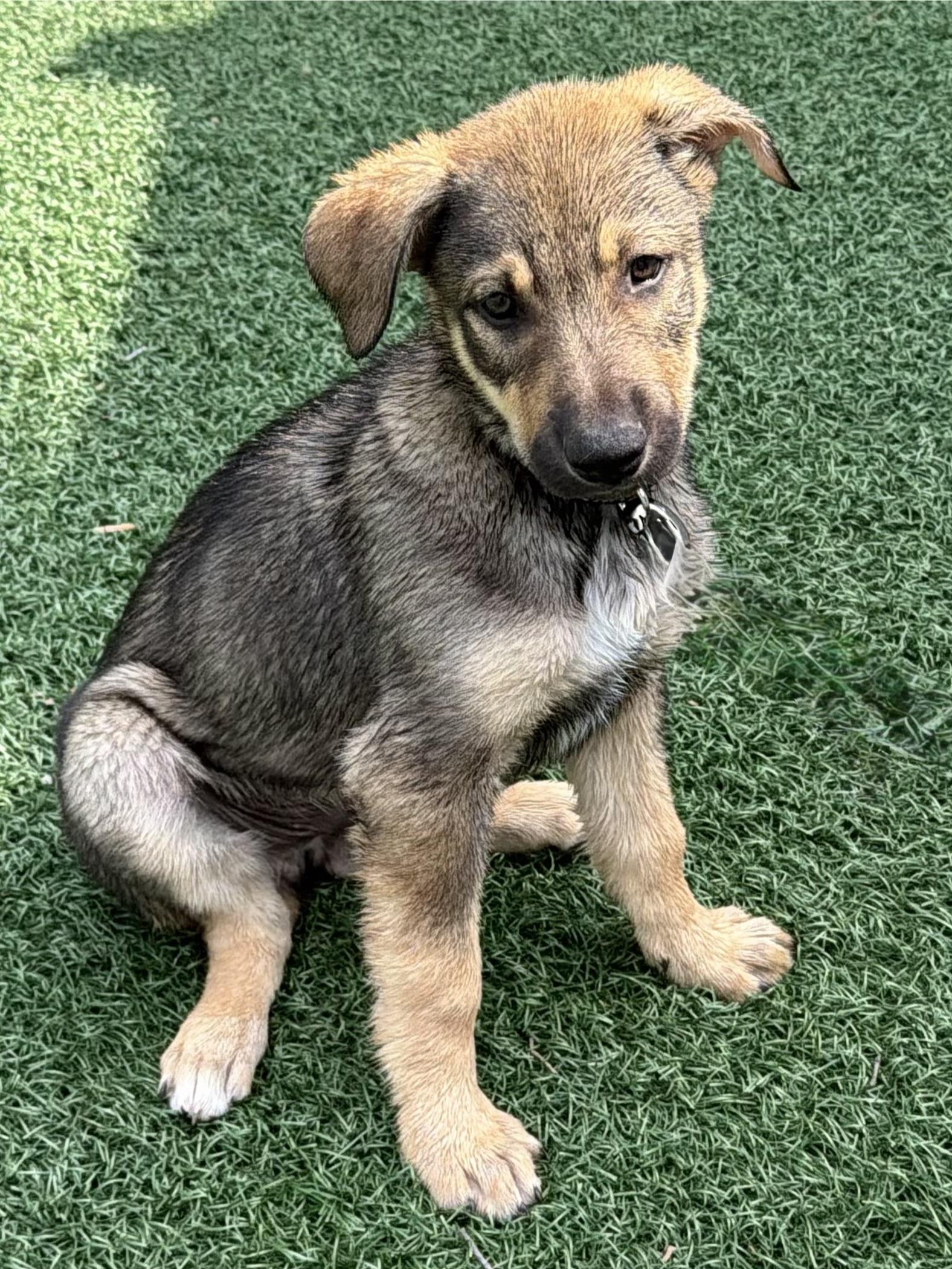 Finn, adopted, Puppy Male German Shepherd Dog & Husky.