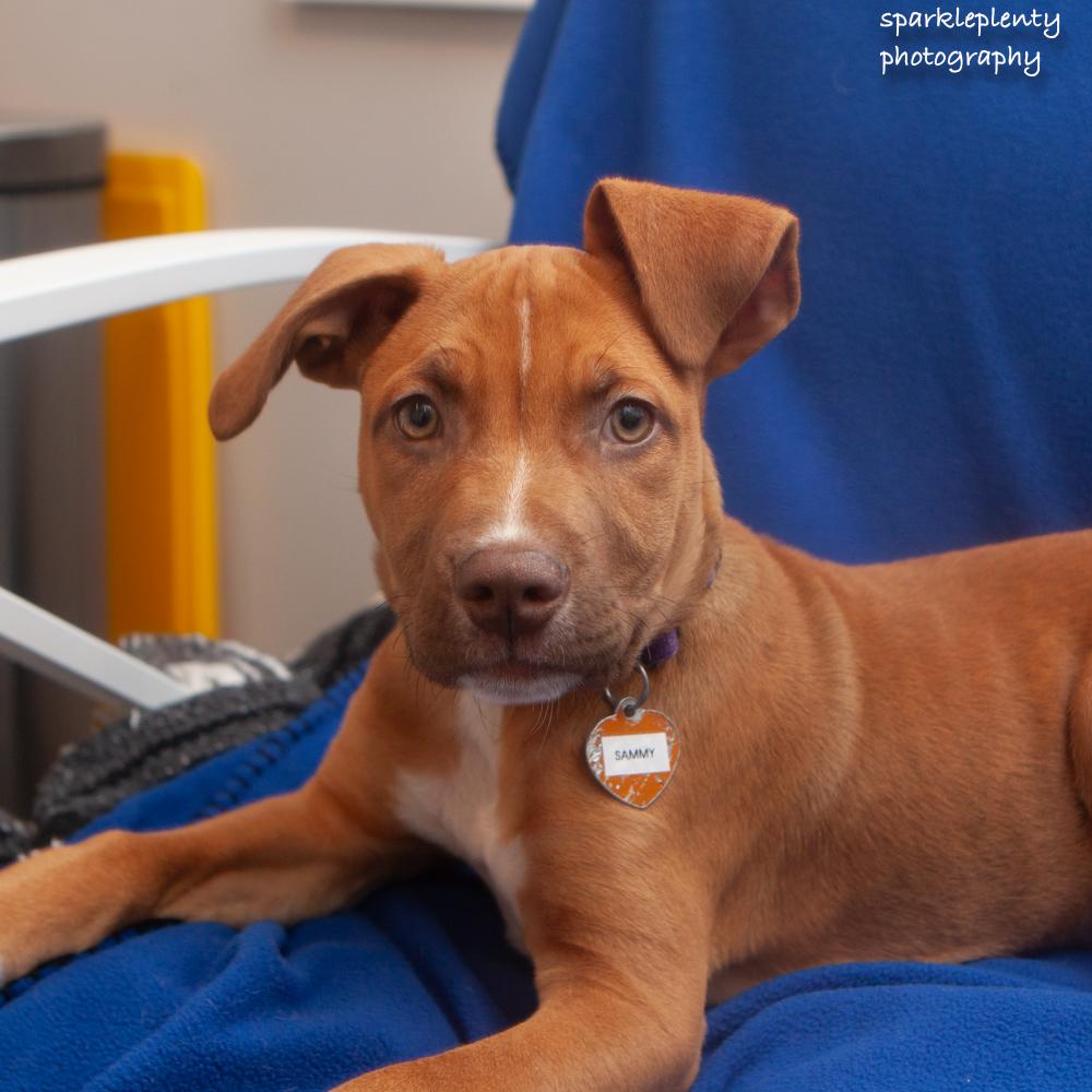 Sammy, an adopted Mixed Breed in Ridgefield, CT image 3/3