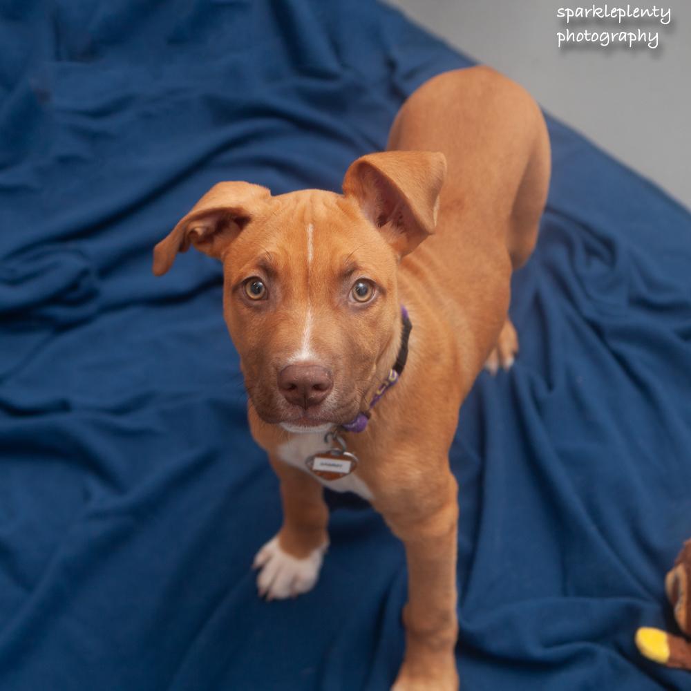 Sammy, an adopted Mixed Breed in Ridgefield, CT image 2/3