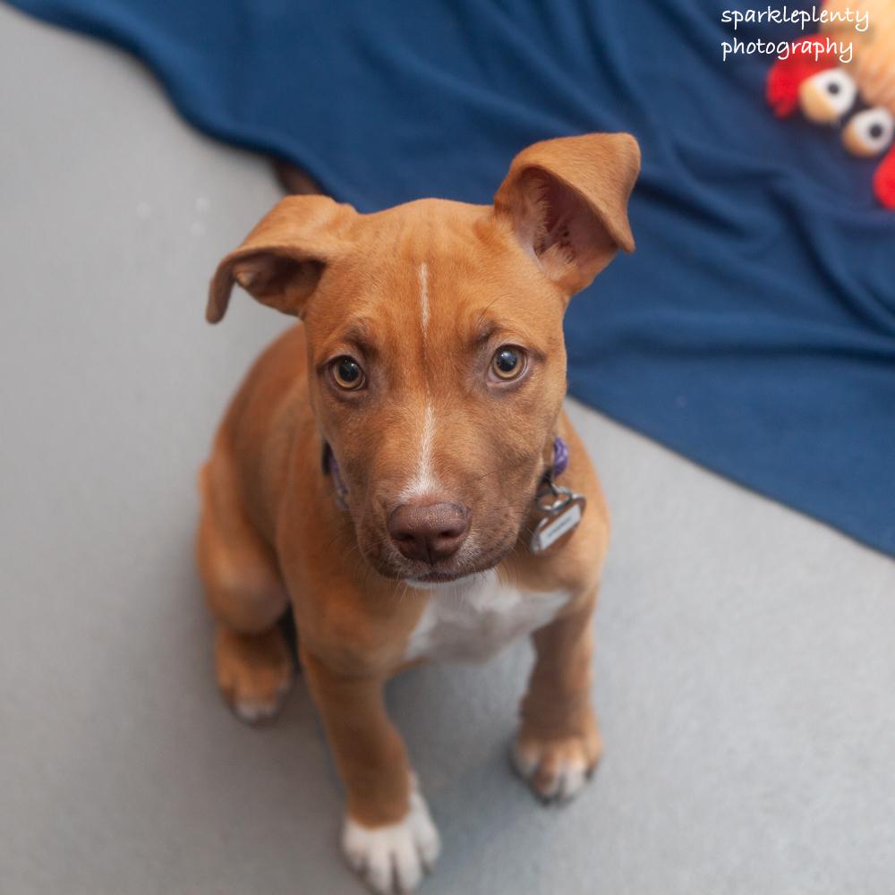 Sammy, adopted, Puppy Male Mixed Breed.