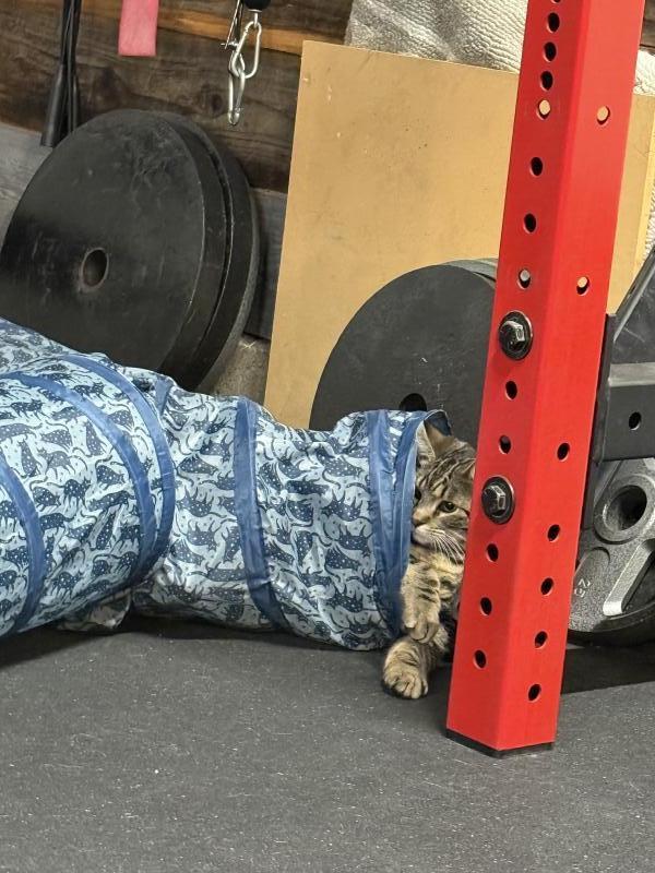 Goku, Adoptable, Young Male Tabby & Domestic Short Hair.