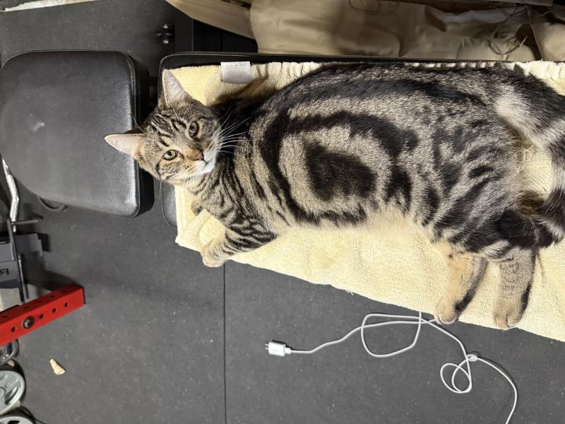 Enlarge Goku, a Adoptable mixed breed in Sunnyvale, CA image 2/3