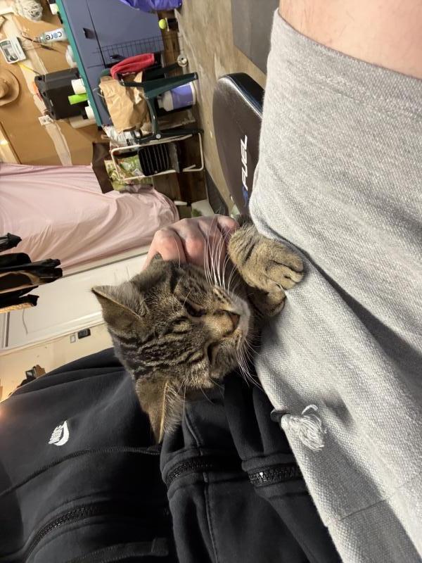 Enlarge Goku, a Adoptable mixed breed in Sunnyvale, CA image 3/3