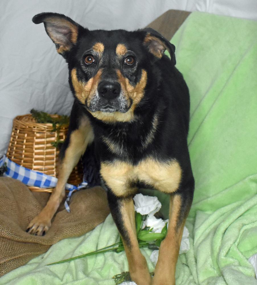 Punkin, Adoptable, Adult Female German Shepherd Dog & Rottweiler.