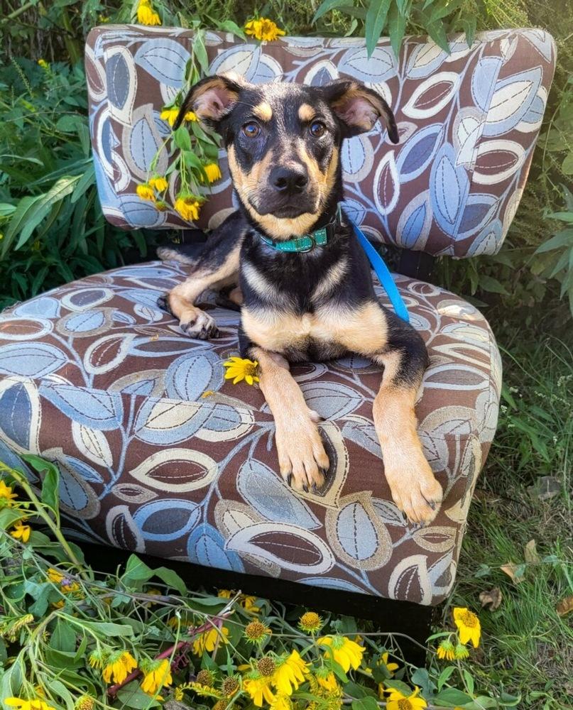 Punkin, a Adoptable mixed breed in Monroe, LA image 2/2