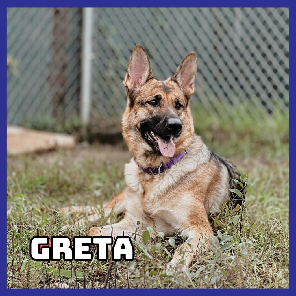 Greta, Adoptable, Adult Female German Shepherd Dog.