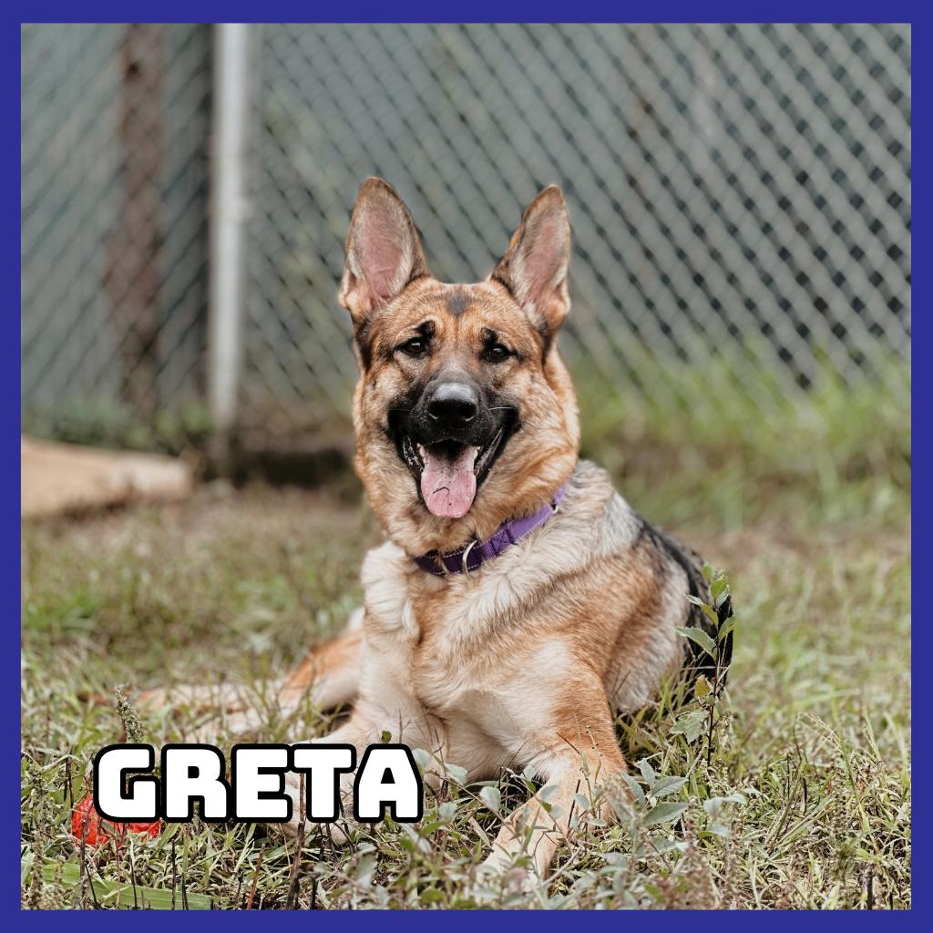 Enlarge Greta, a Adoptable German Shepherd Dog in Glenwood, MN image 2/3