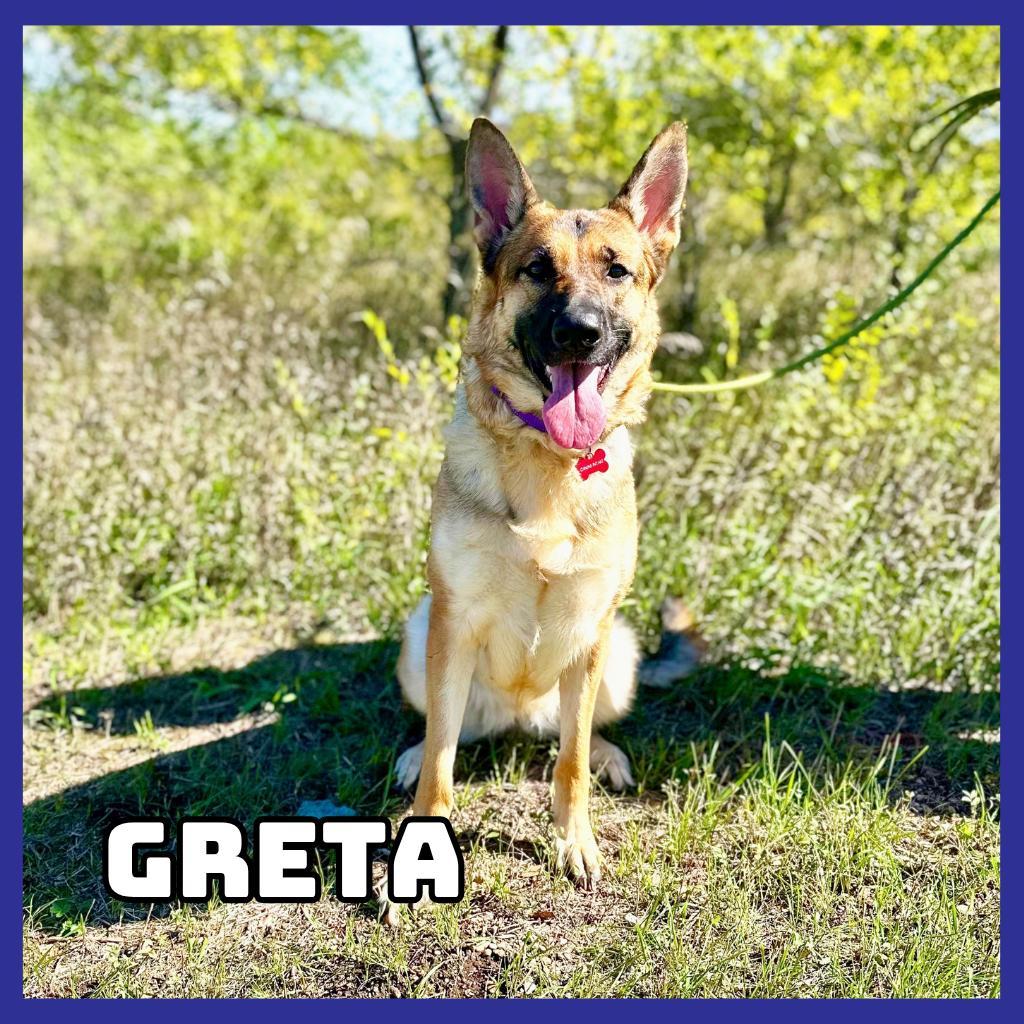 Enlarge Greta, a Adoptable German Shepherd Dog in Glenwood, MN image 3/3
