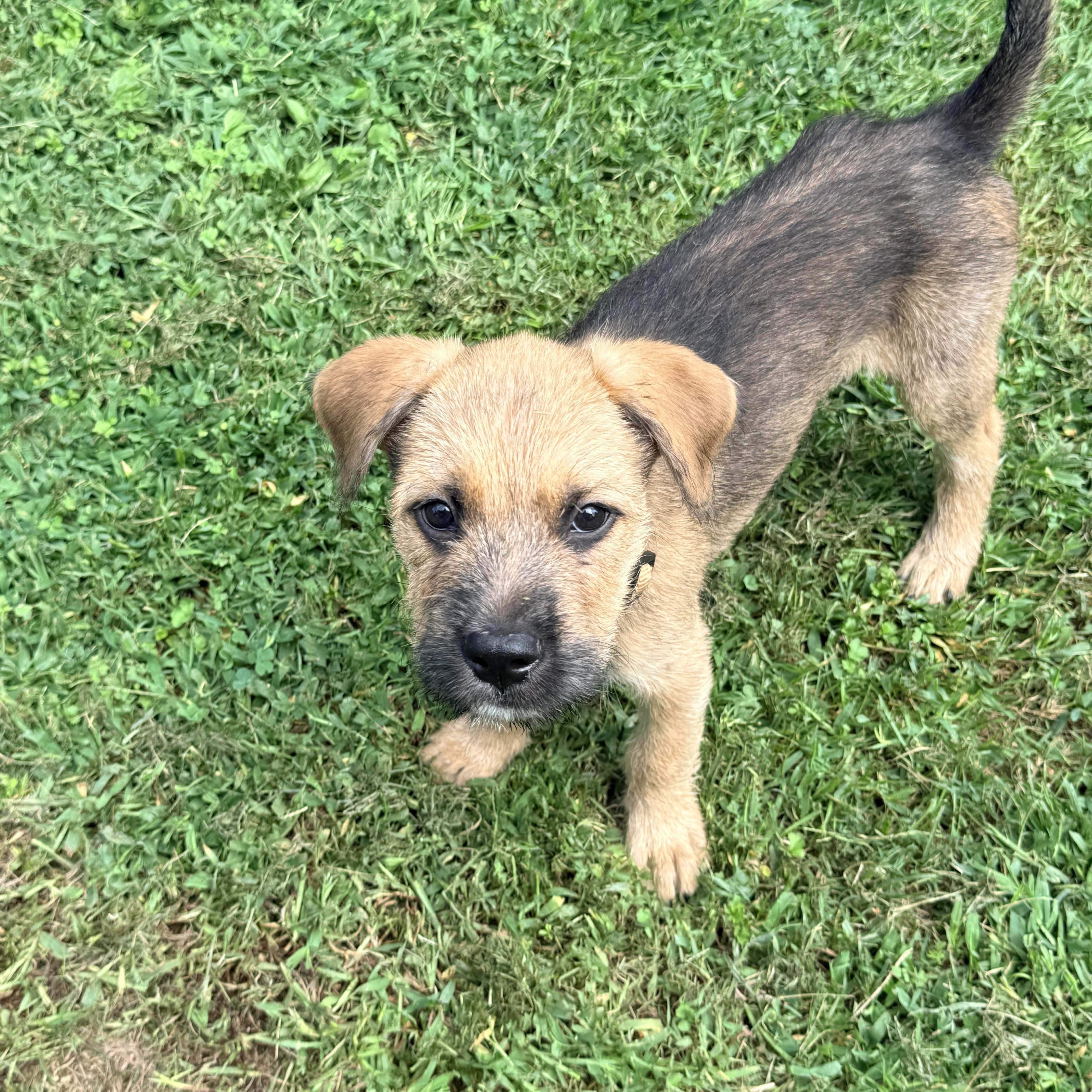 Stone, a Adoptable mixed breed in Columbia, MD image 2/3