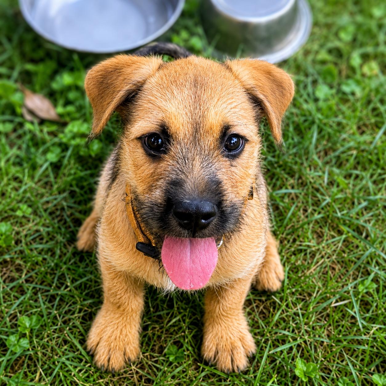 Stone, Adoptable, Puppy Male Terrier.