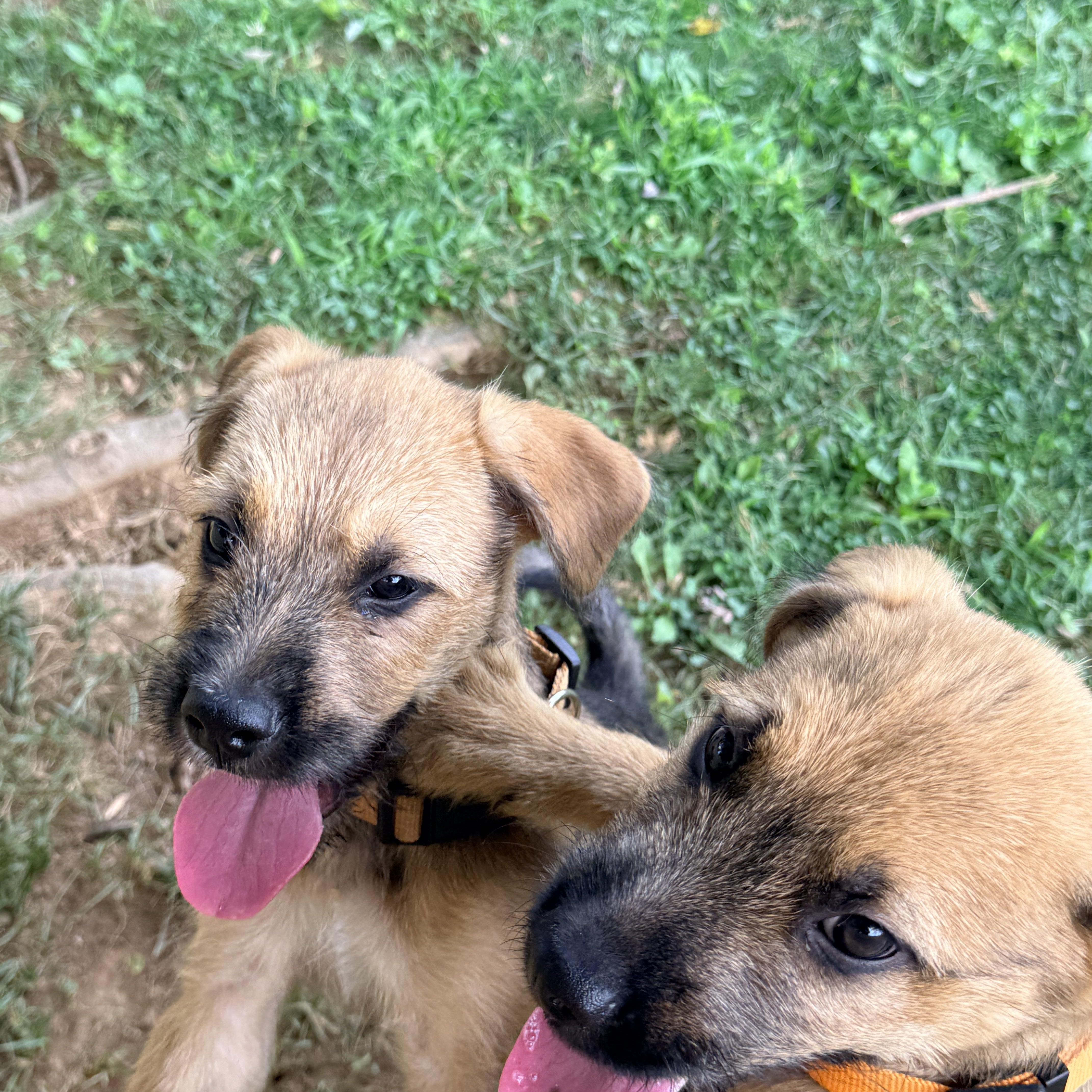 Stone, a Adoptable mixed breed in Columbia, MD image 3/3