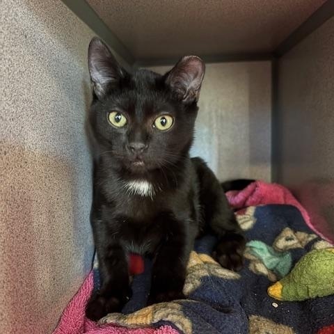 Enlarge Jetsam, a Adopted Domestic Short Hair in Grass Valley, CA image 1/1