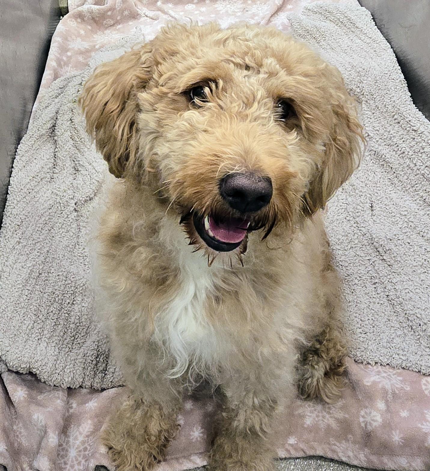Enlarge 26-374 Simba, an adopted Goldendoodle in Amityville, NY image 1/1