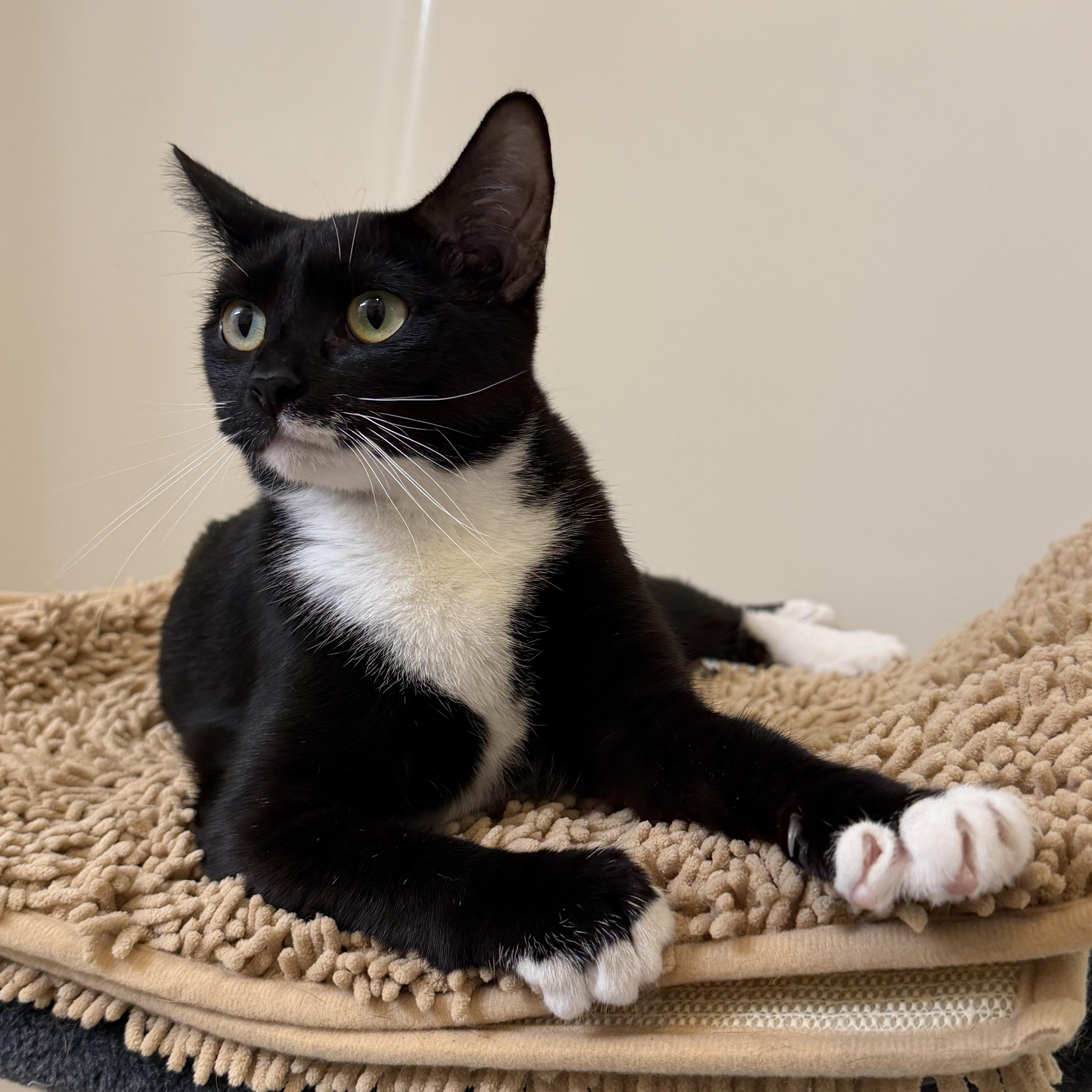 Enlarge Angela & Loki, a Adoptable American Shorthair in Frederick, MD image 1/6