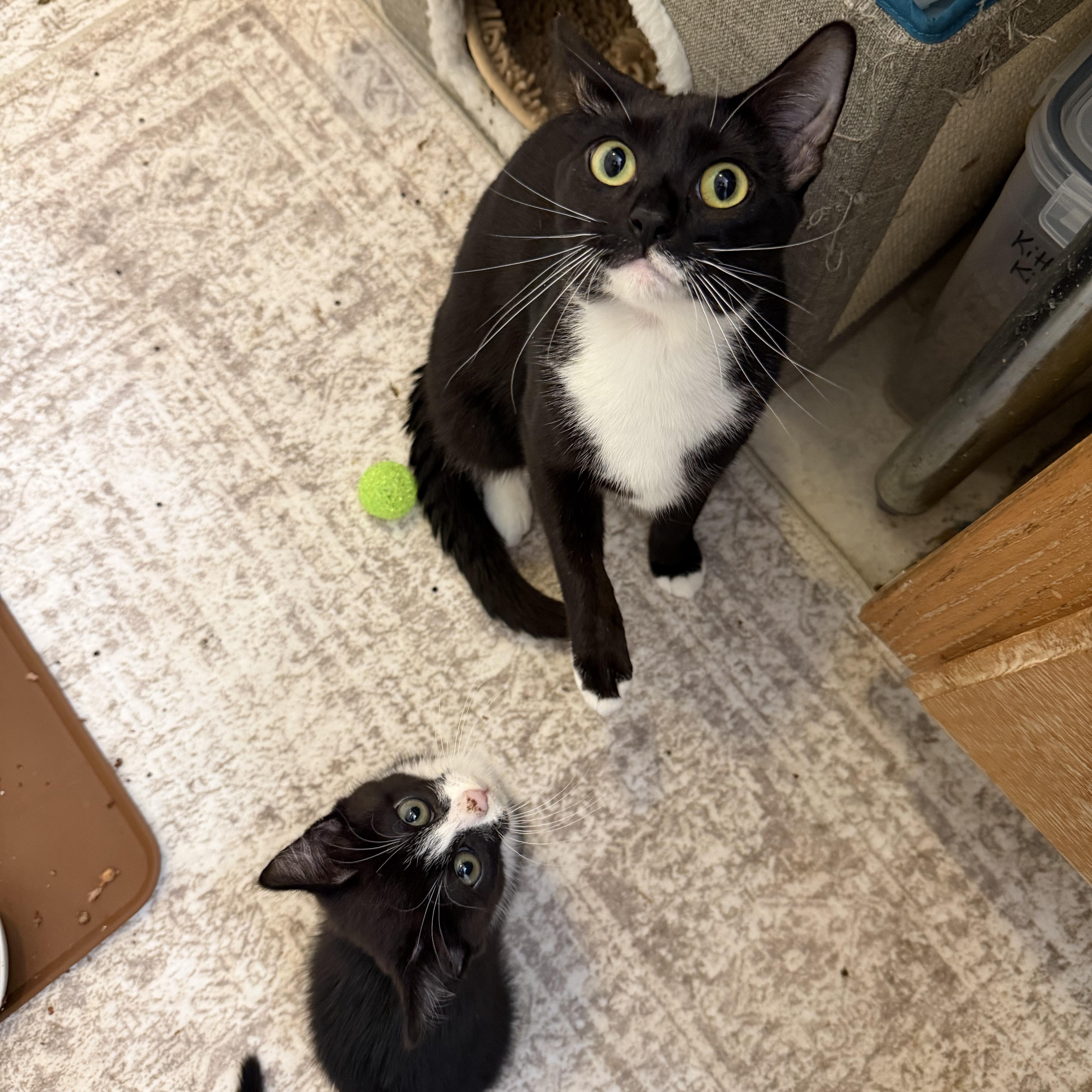 Enlarge Angela & Loki, a Adoptable American Shorthair in Frederick, MD image 3/6