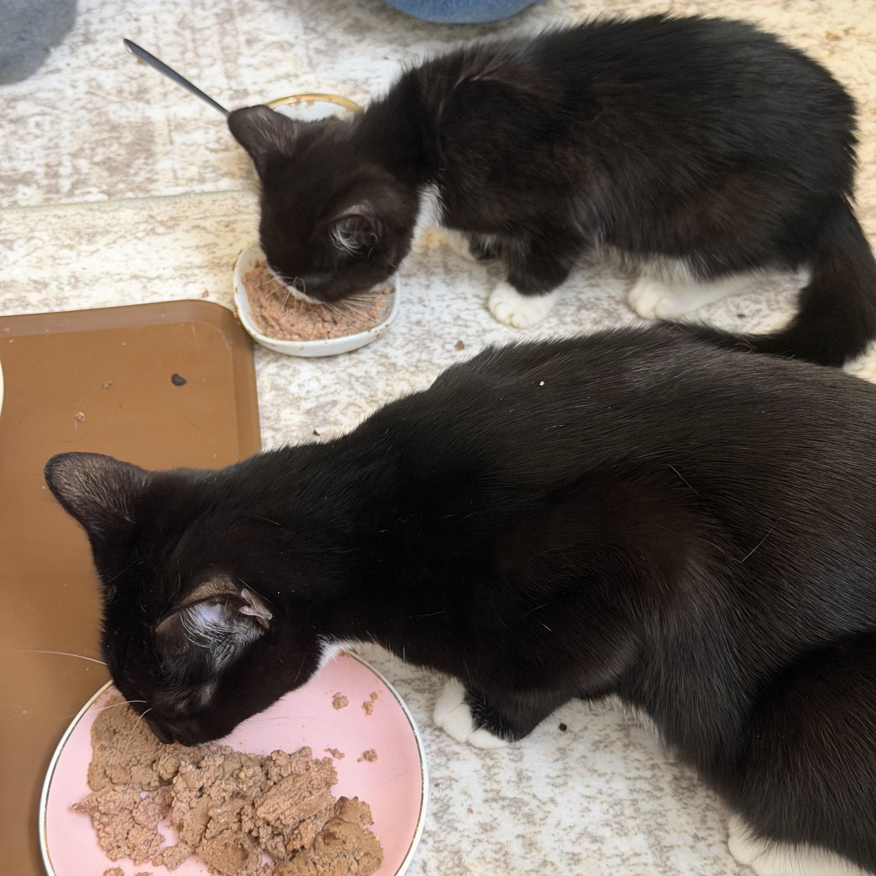 Enlarge Angela & Loki, a Adoptable American Shorthair in Frederick, MD image 5/6