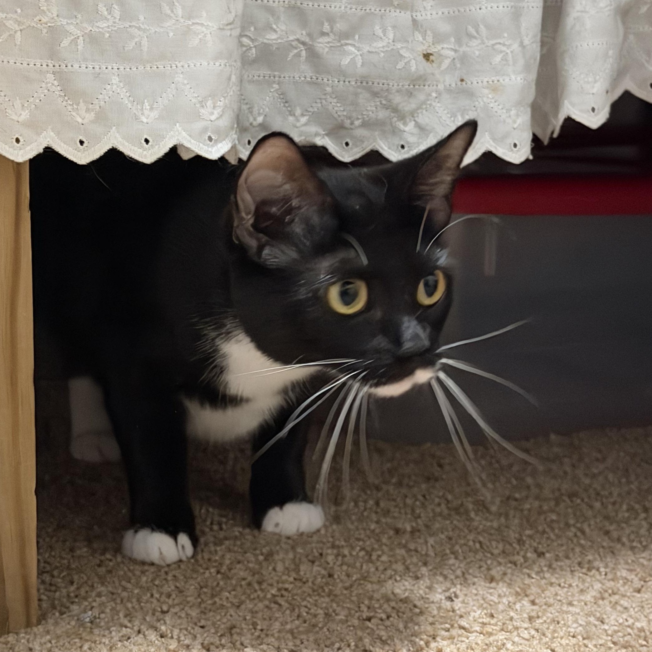 Enlarge Angela & Loki, a Adoptable American Shorthair in Frederick, MD image 6/6