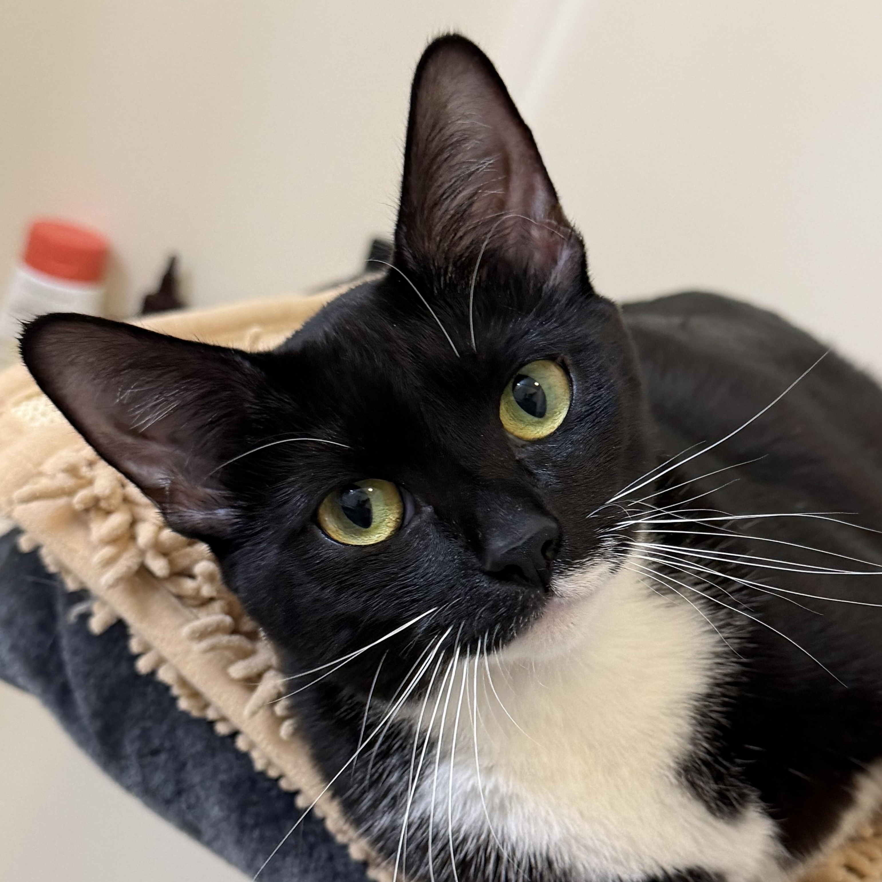 Enlarge Angela & Loki, a Adoptable American Shorthair in Frederick, MD image 2/6