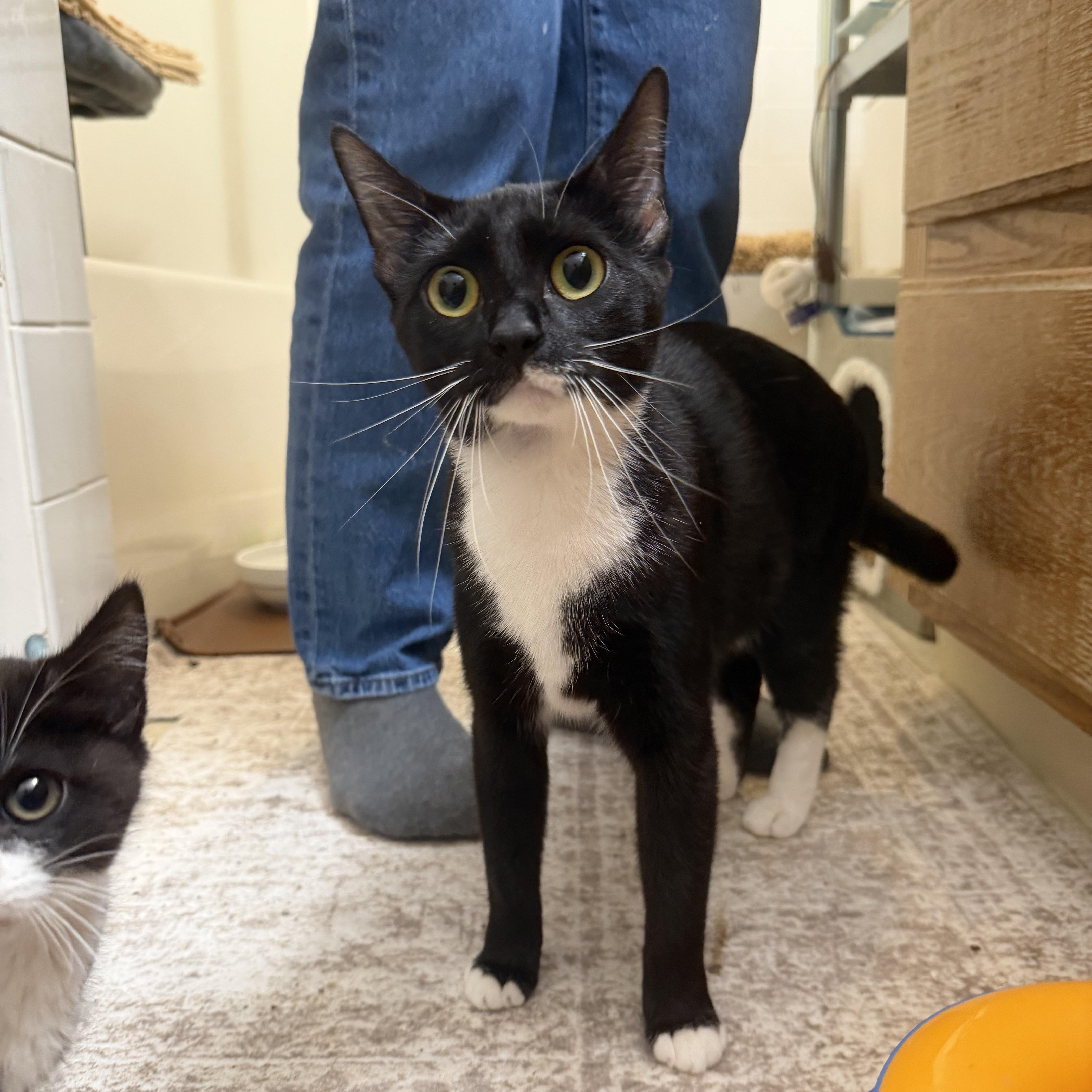 Enlarge Angela & Loki, a Adoptable American Shorthair in Frederick, MD image 4/6