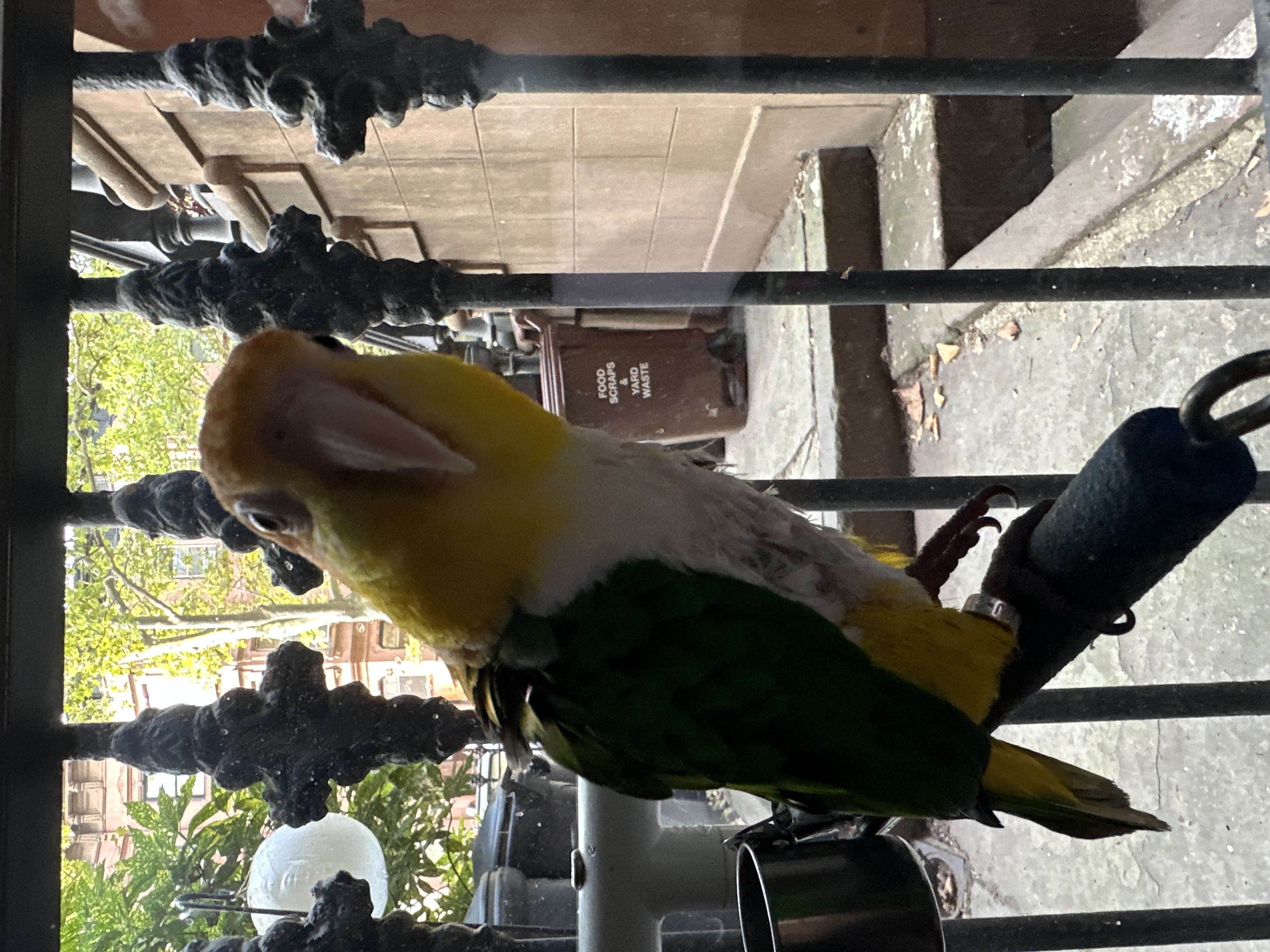 Enlarge Baldy, a Adoptable Caique in North Babylon, NY image 6/6