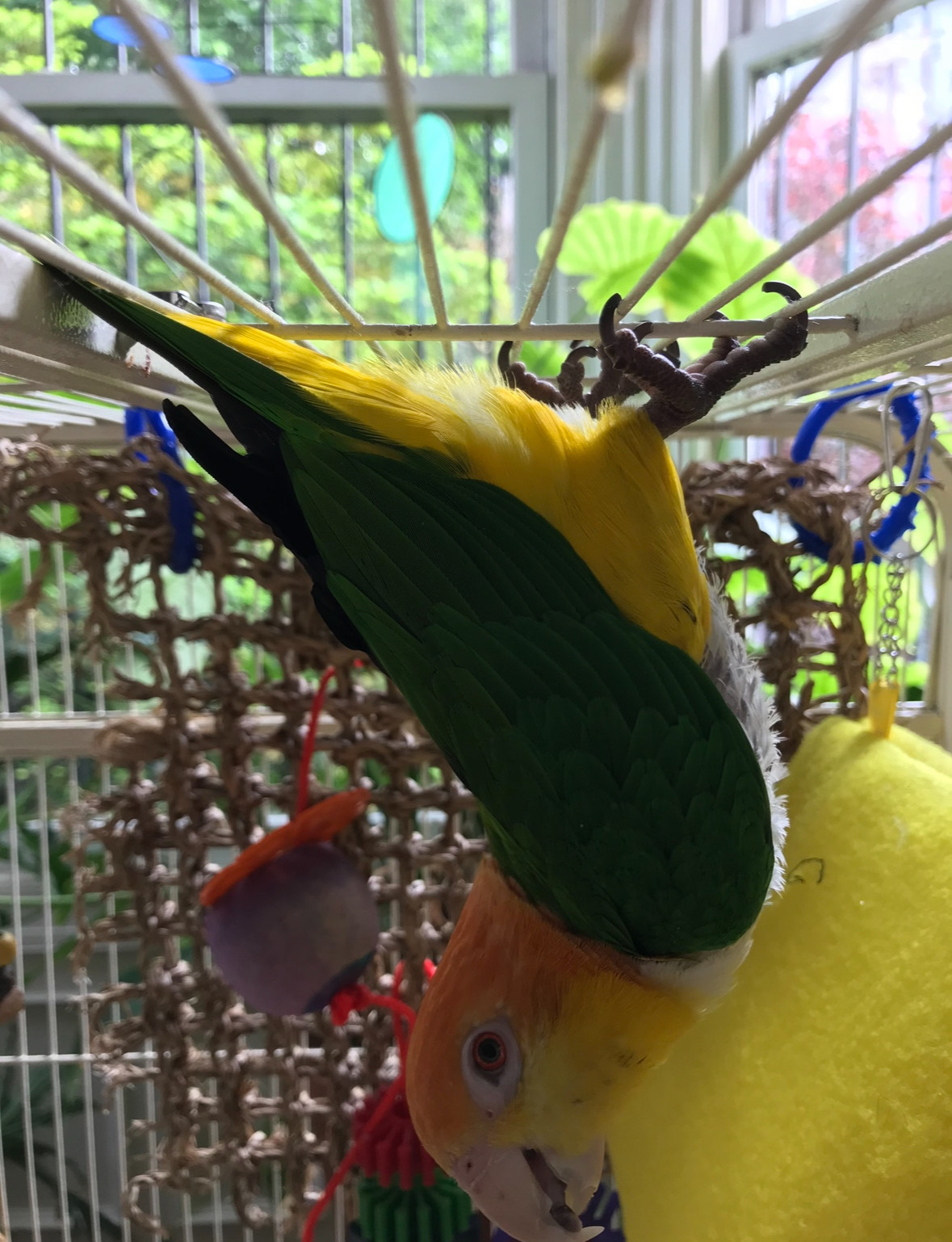Enlarge Baldy, a Adoptable Caique in North Babylon, NY image 3/6