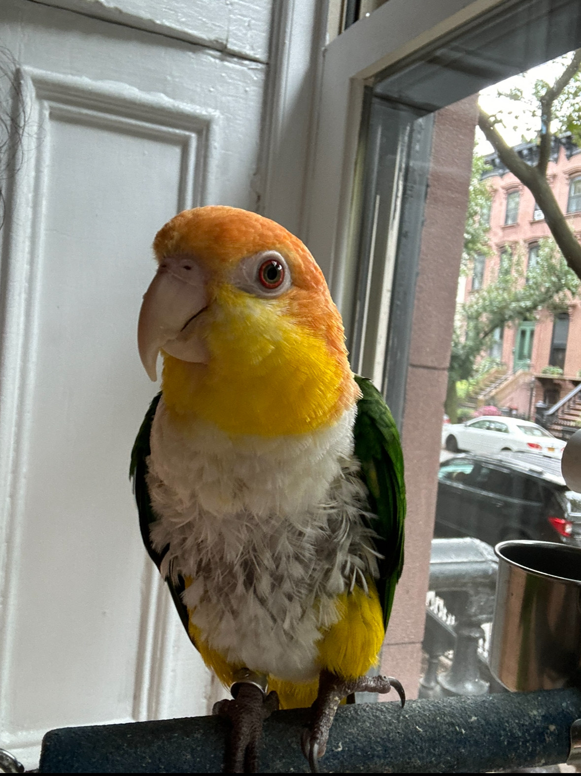 Enlarge Baldy, a Adoptable Caique in North Babylon, NY image 5/6