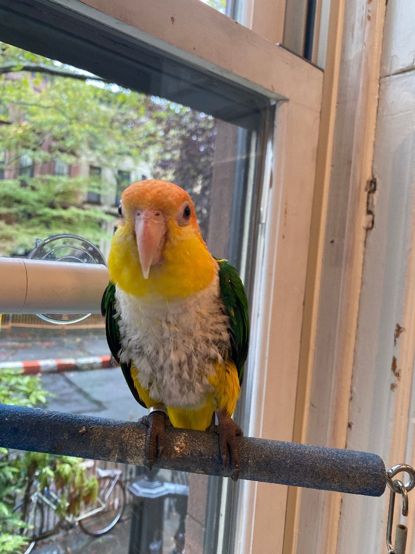 Enlarge Baldy, a Adoptable Caique in North Babylon, NY image 2/6