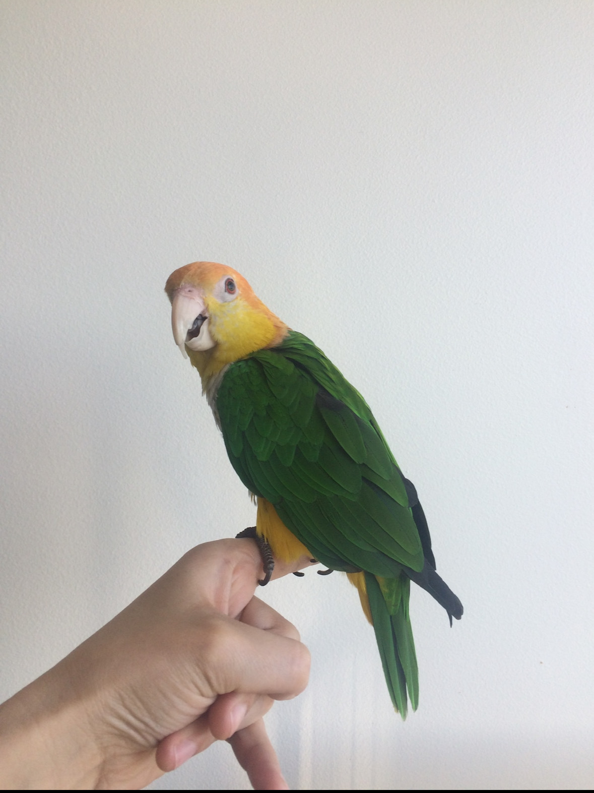 Baldy, Adoptable, Adult Male Caique.