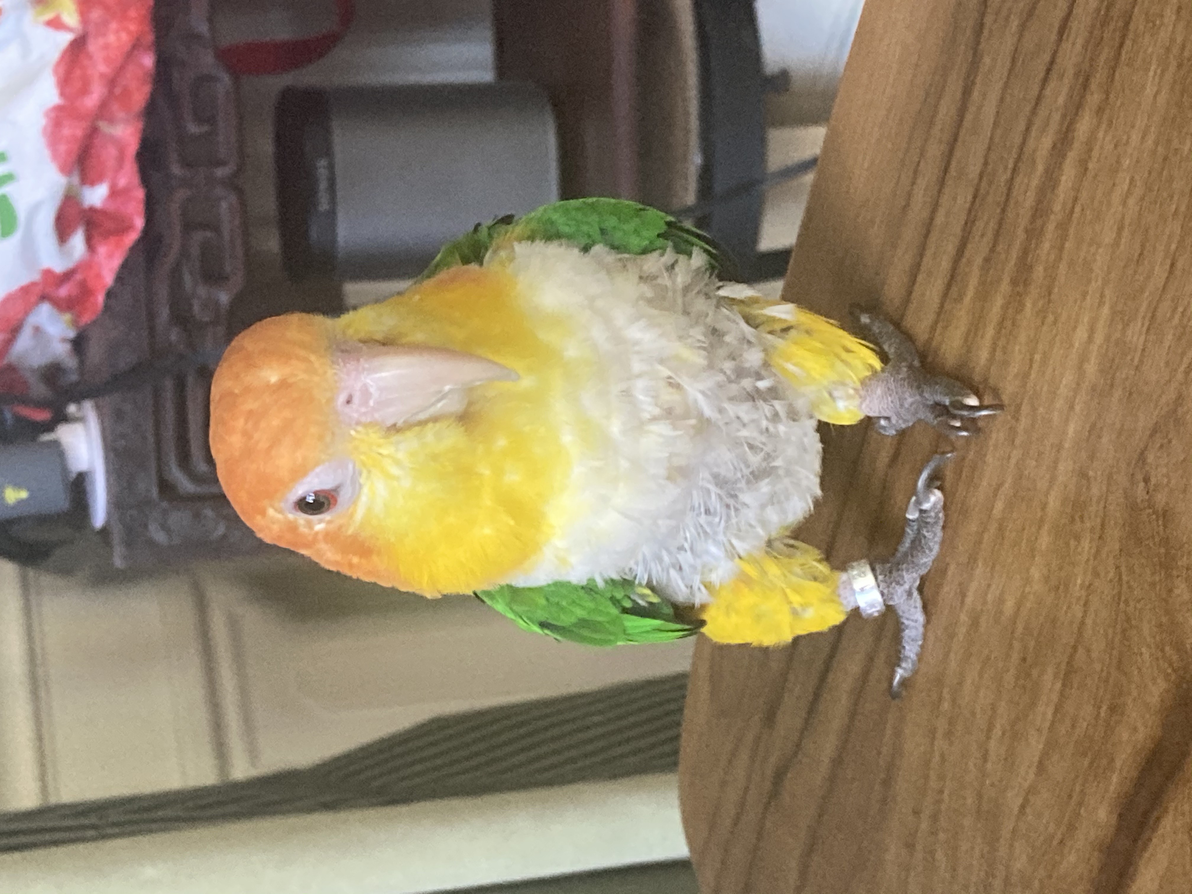 Enlarge Baldy, a Adoptable Caique in North Babylon, NY image 4/6
