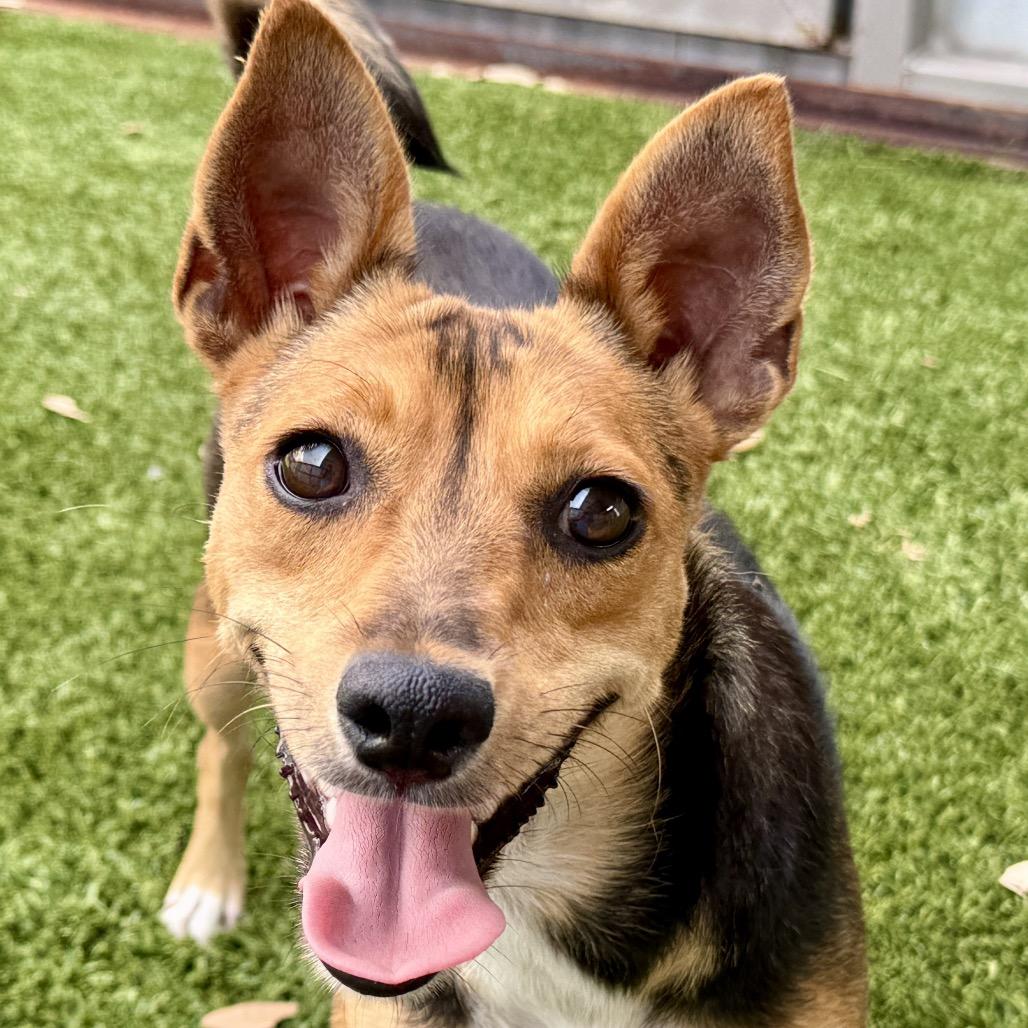 Enlarge Lassie - with the soulful eyes, a Adoptable mixed breed in San Antonio, TX image 3/5