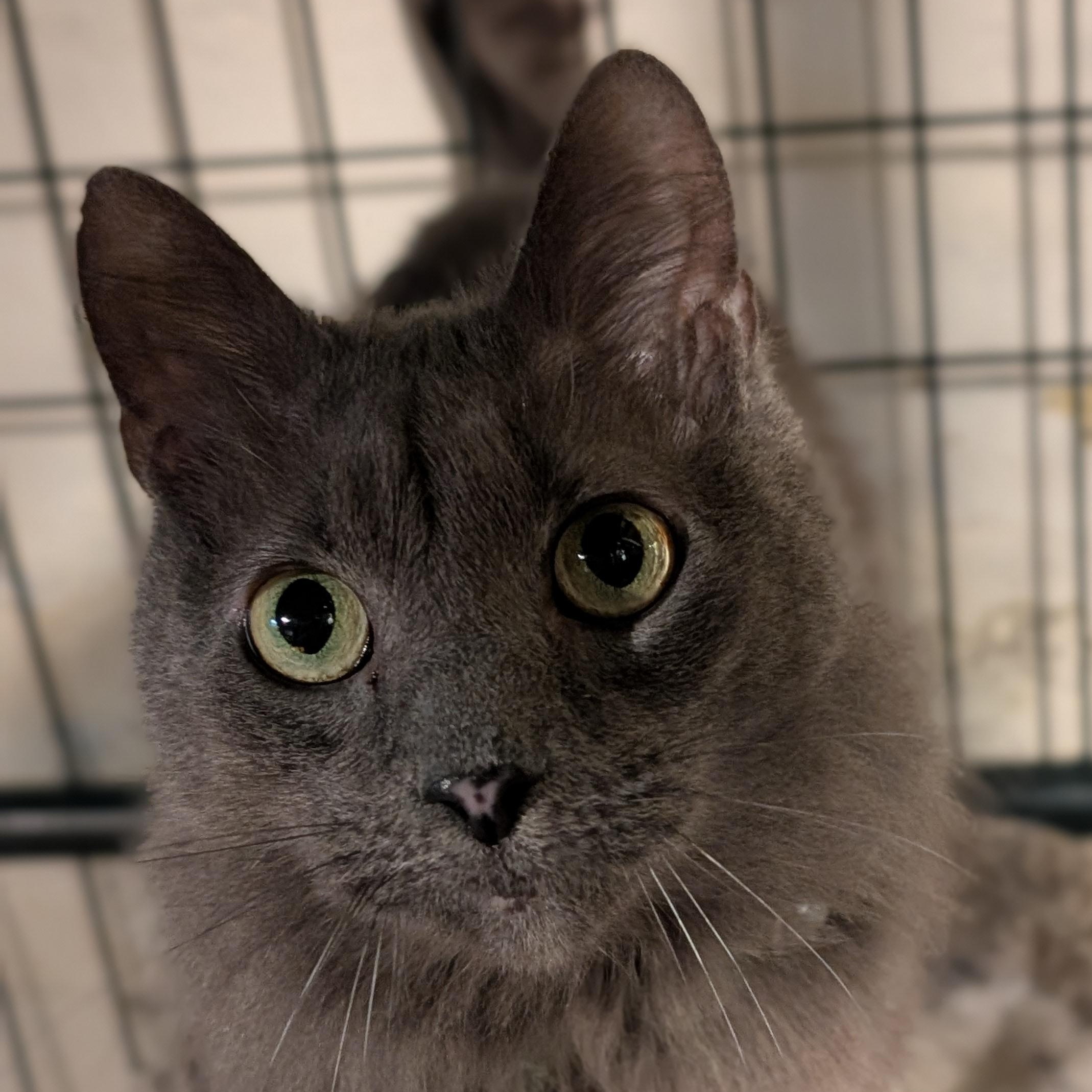 Blue, an adopted Domestic Long Hair in Burlington, VT image 1/3