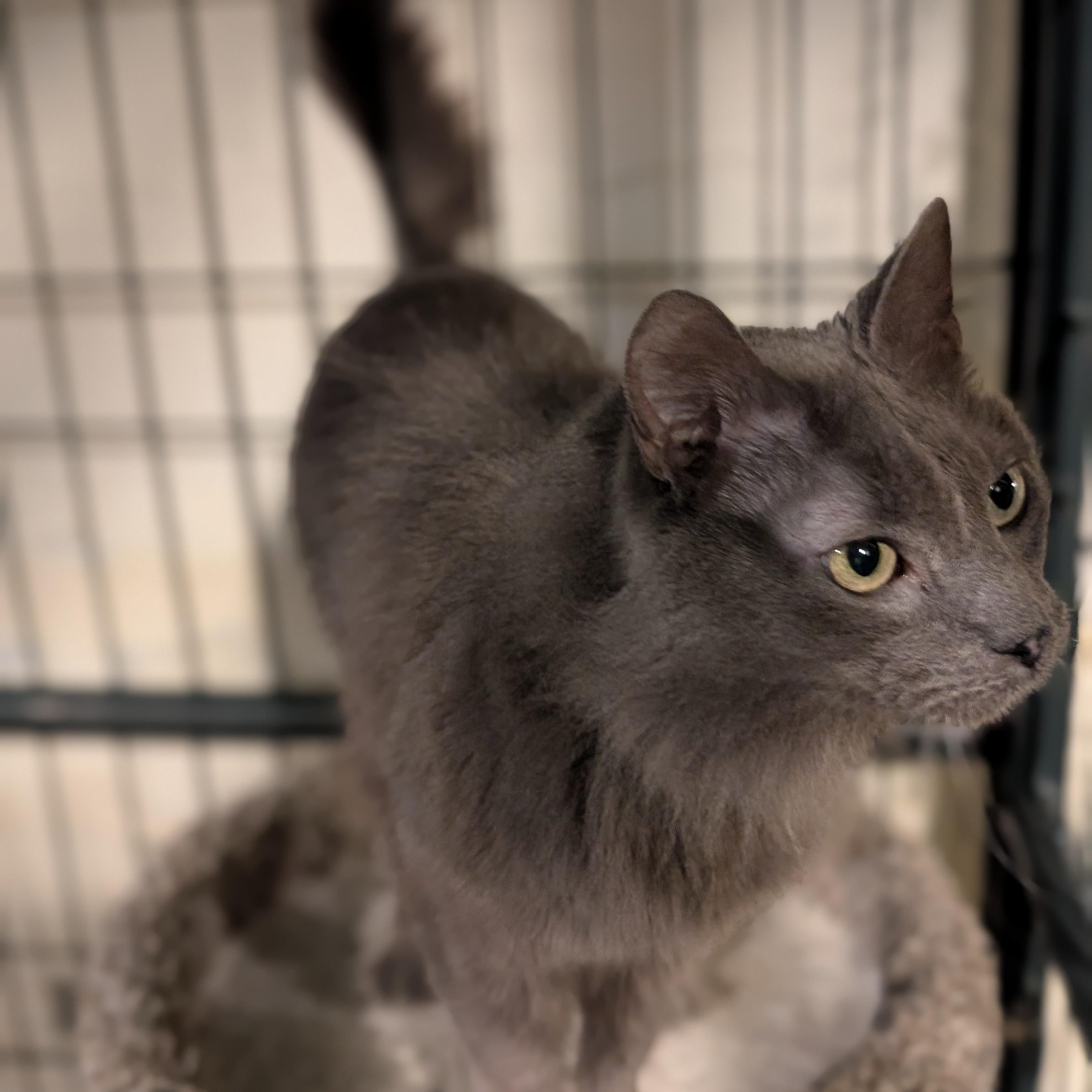Blue, an adopted Domestic Long Hair in Burlington, VT image 2/3