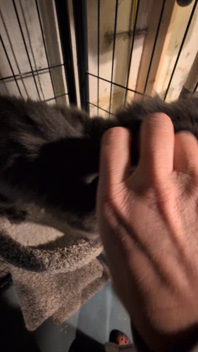 Enlarge Blue, an adopted Domestic Long Hair in Burlington, VT video 3/3