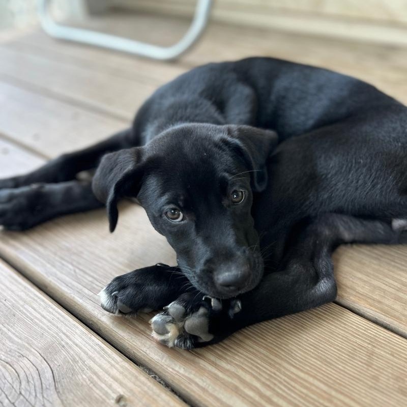 Bayley Gamma **PUPPY**