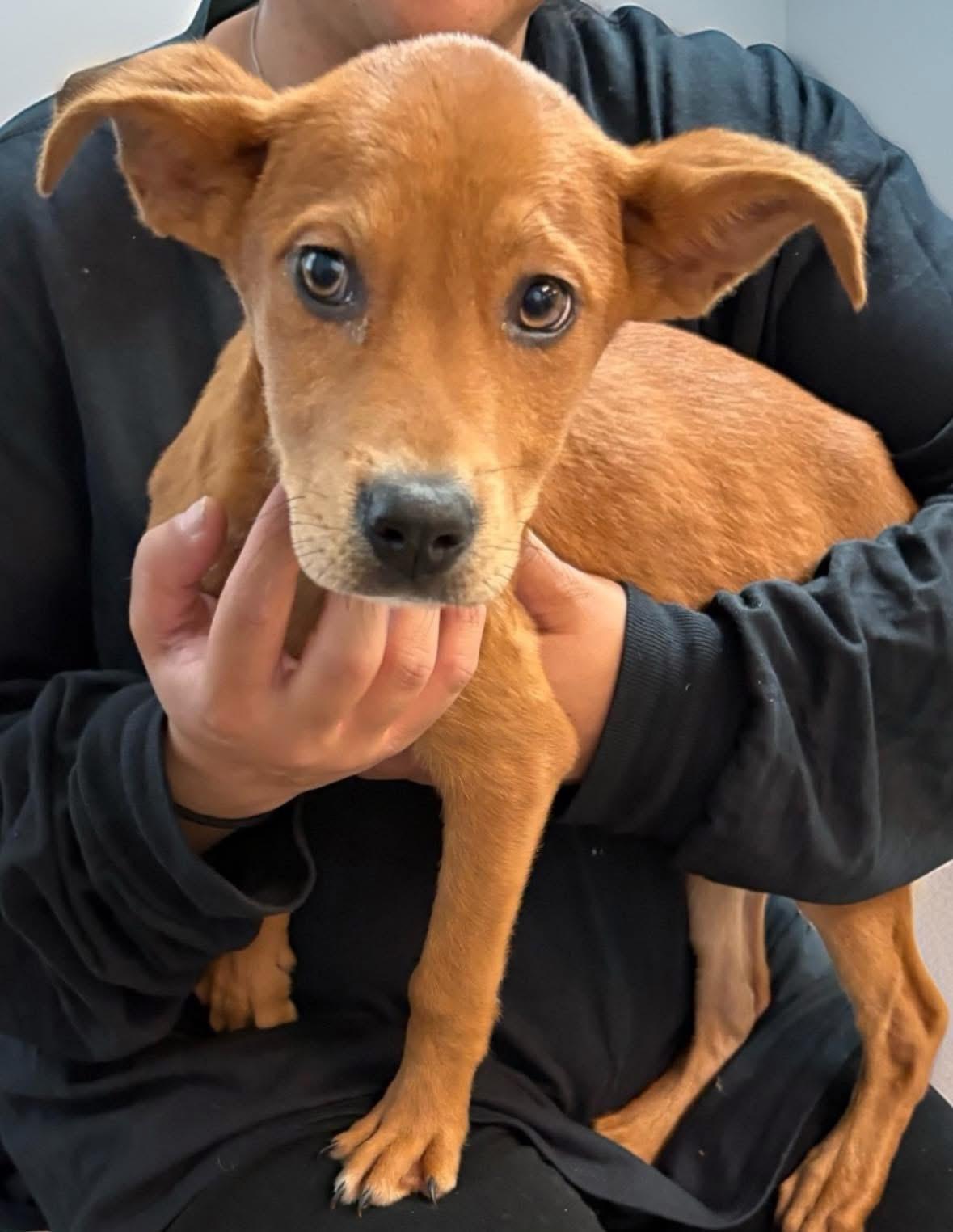 Ember 2, ADOPTABLE, Puppy Female Feist.