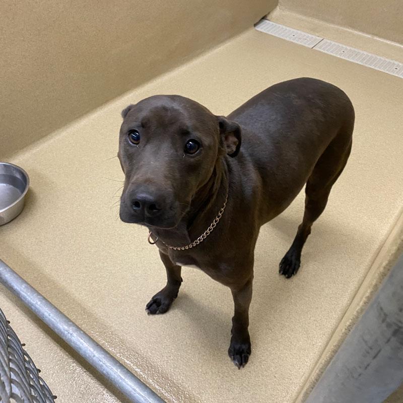 Coco, ADOPTABLE, Adult Female Pit Bull Terrier & Black Labrador Retriever.