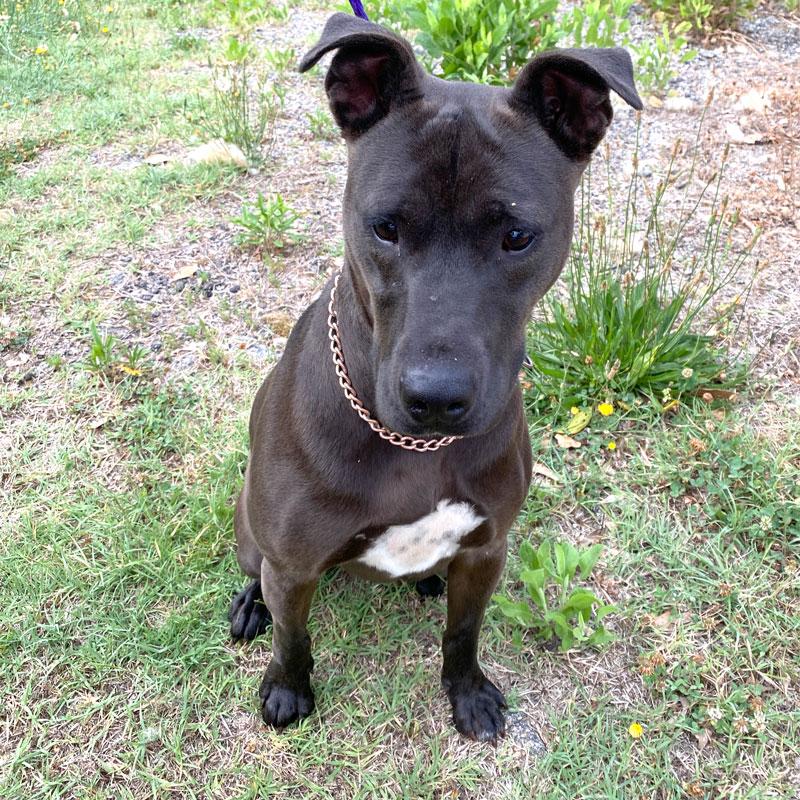 Enlarge Coco, a ADOPTABLE mixed breed in Monroe, GA image 2/3