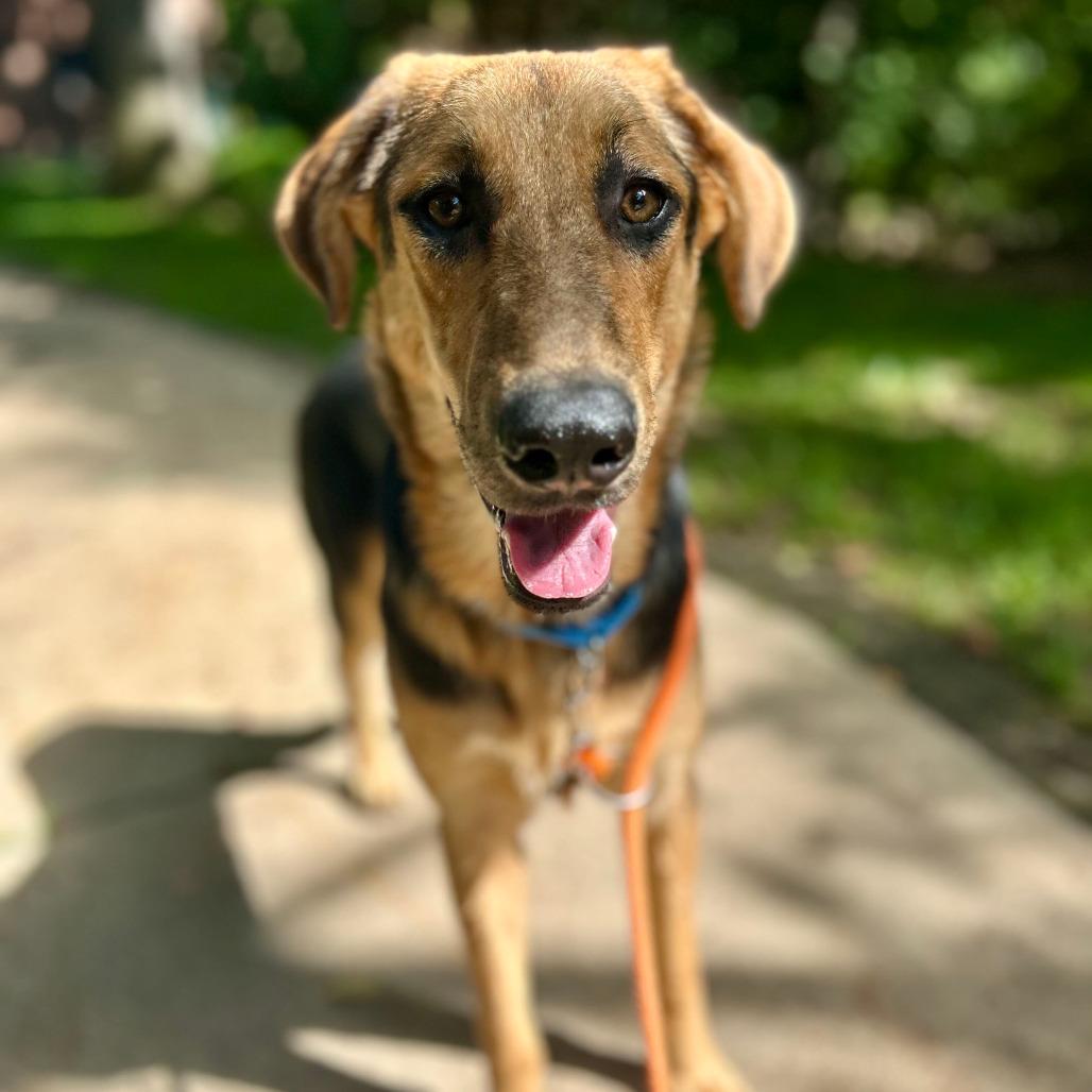 Fig, Adoptable, Young Female Shepherd.